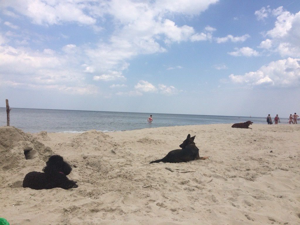 Psy na plaży