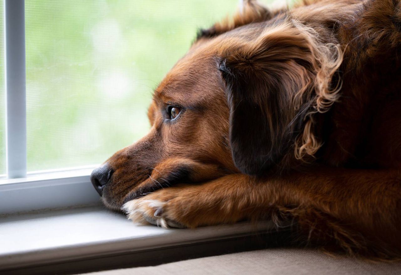 Unraveling canine emotions: Do dogs mourn and how to support them through grief