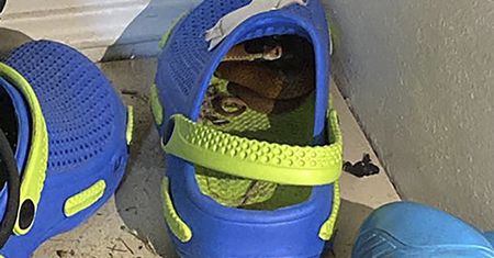 Jadowity wąż zaczaił się w bucie dziecka. Wystarczyła chwila nieuwagi