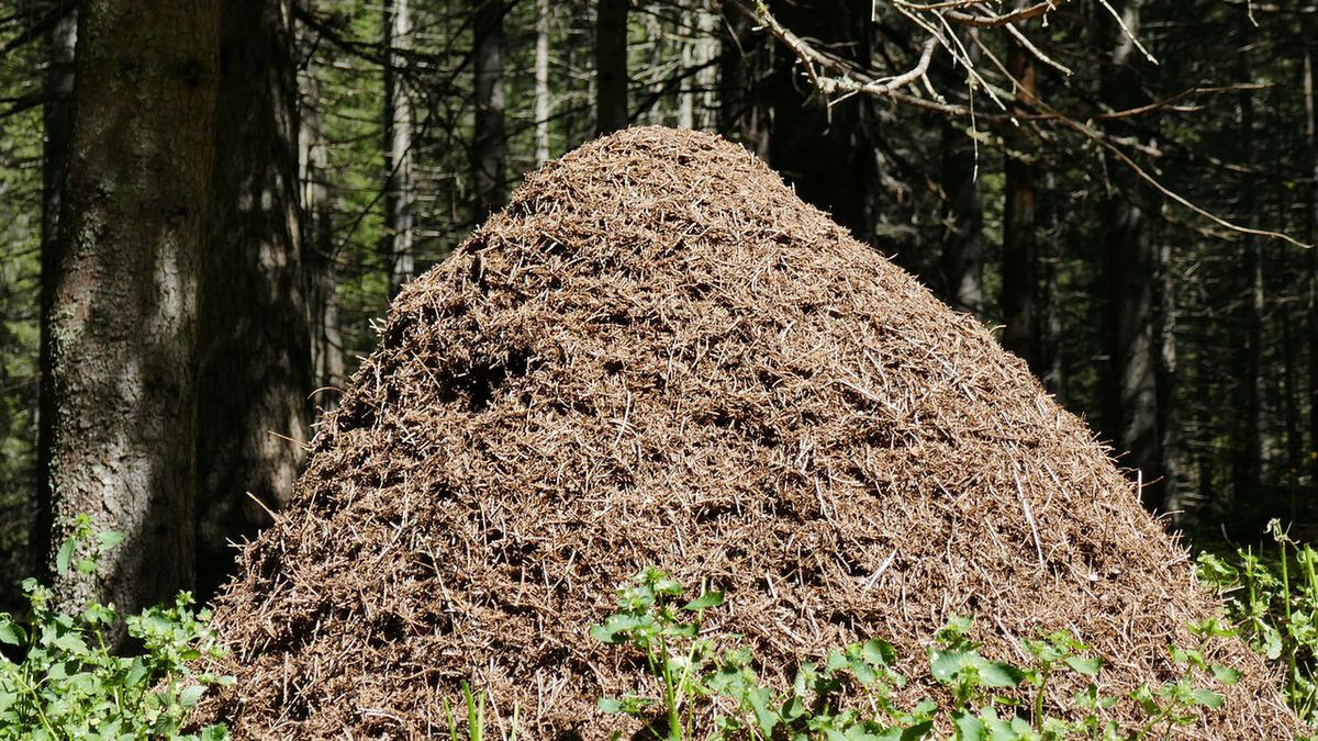 Wielkie dziury znalezione w mrowisku. Wyjaśniają, co się stało