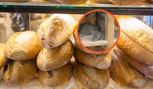 Znaleźli szczury w pieczywie. Do akcji wkroczył sanepid
