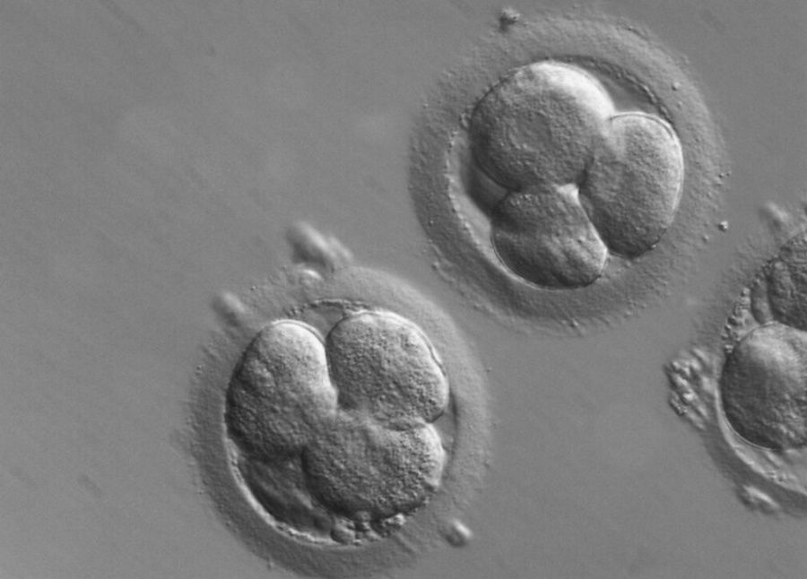 Naukowcy stworzyli struktury przypominające zarodek
