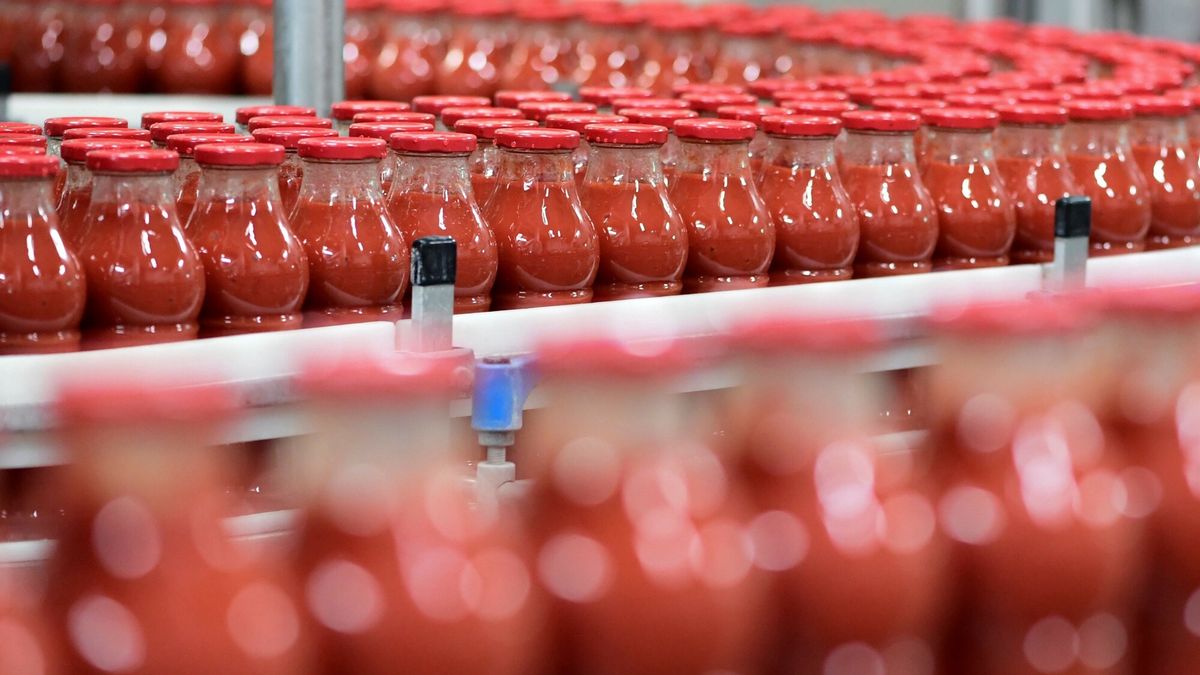Produkcja koncentratu pomidorowego - AFP
Bottles filled with tomato polpa are transported on an assembly line at the factory of Italian chopped tomatoes or polpa company 'Mutti' near Parma, northern Italy, on September 11, 2019. - The 'Mutti' company was founded 120 years ago. Last year, the group, which now employs more than 500 people to which are added 1,200 seasonal workers in summer, has recorded sales of 308 million euros, with an increase of 16.7 percent over a year. (Photo by Miguel MEDINA / AFP)
MIGUEL MEDINA