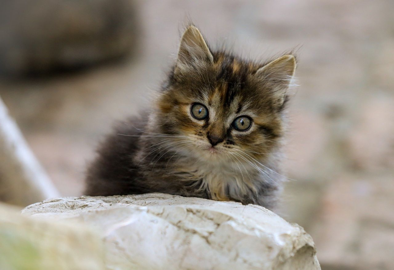 Wyprowadzili się. Zostawili kotkę na pastwę losu samą w mieszkaniu. Bez jedzenia i picia