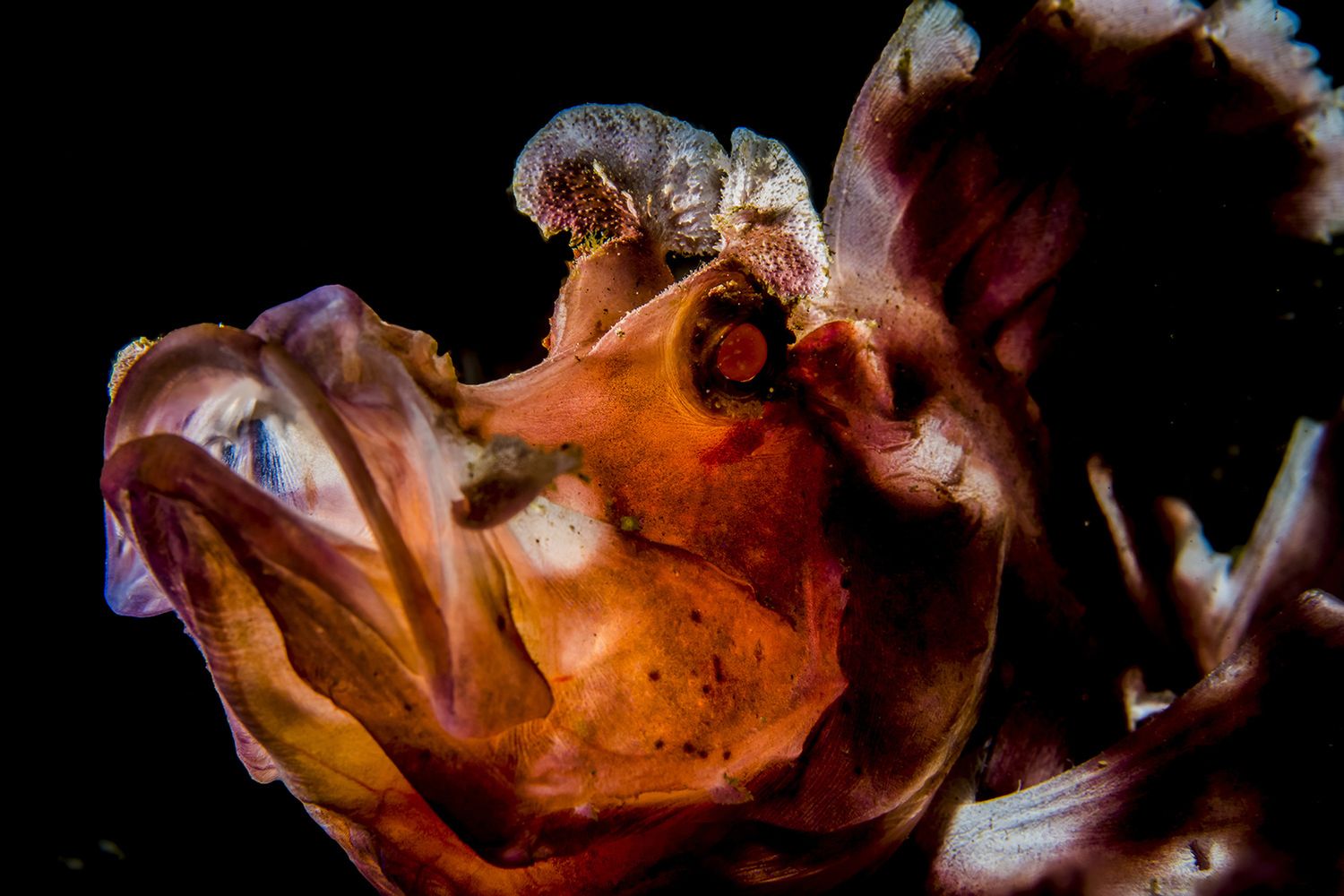 Takiego świata nie znacie. Oto najpiękniejsze zdjęcia podwodne w konkursie Underwater Photographer of the Year 2017 15