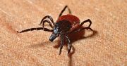 Wabi kleszcze jak magnes. Każdy powinien o tym wiedzieć