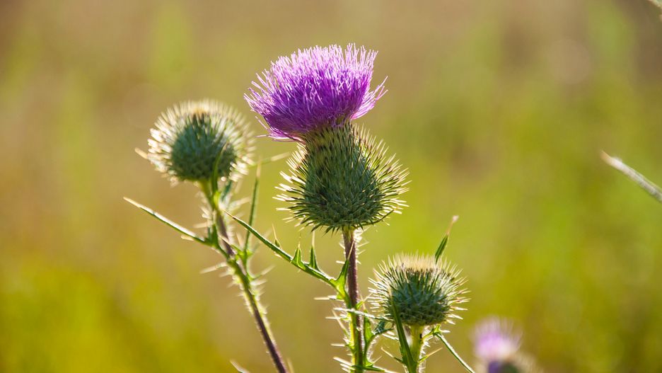 Ostrożeń wykazuje właściwości oczyszczające