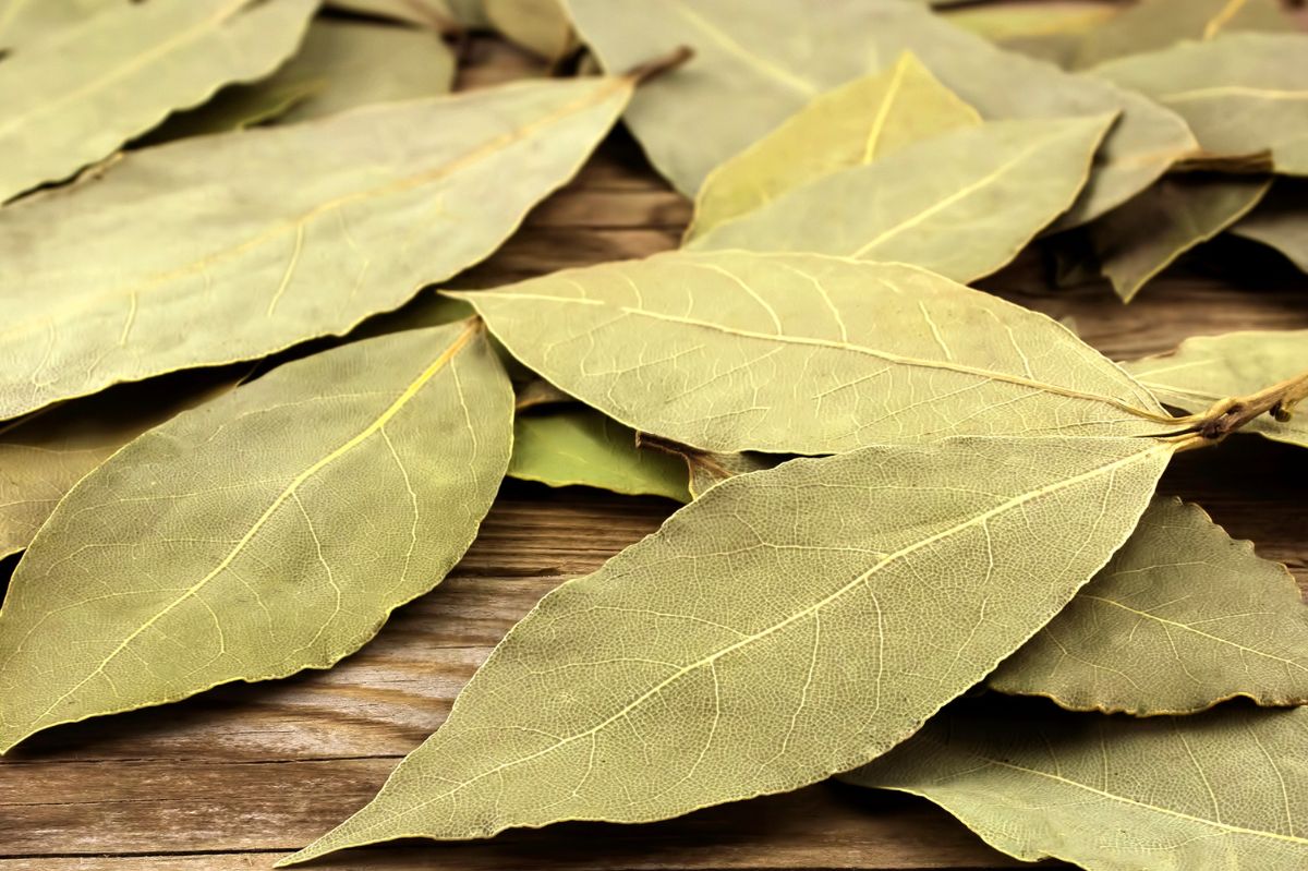 Bay leaves