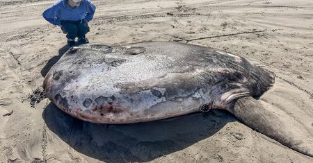 Morze wyrzuciło go na brzeg. Plażowicze przecierali oczy ze zdumienia