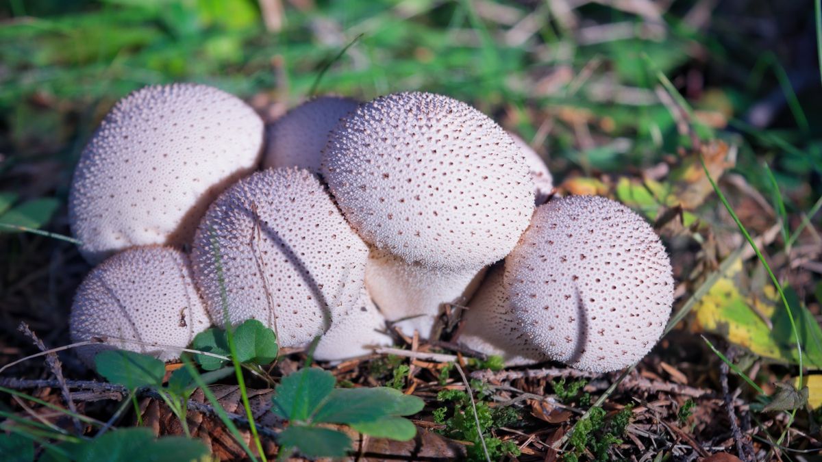 Z purchawki chropowatej zrobisz pyszne kotlety