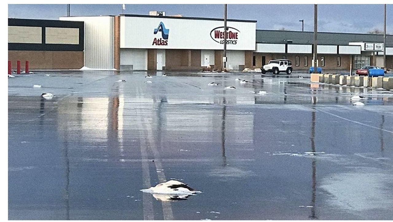 Dead geese were falling from the sky onto the streets and roofs of buildings.