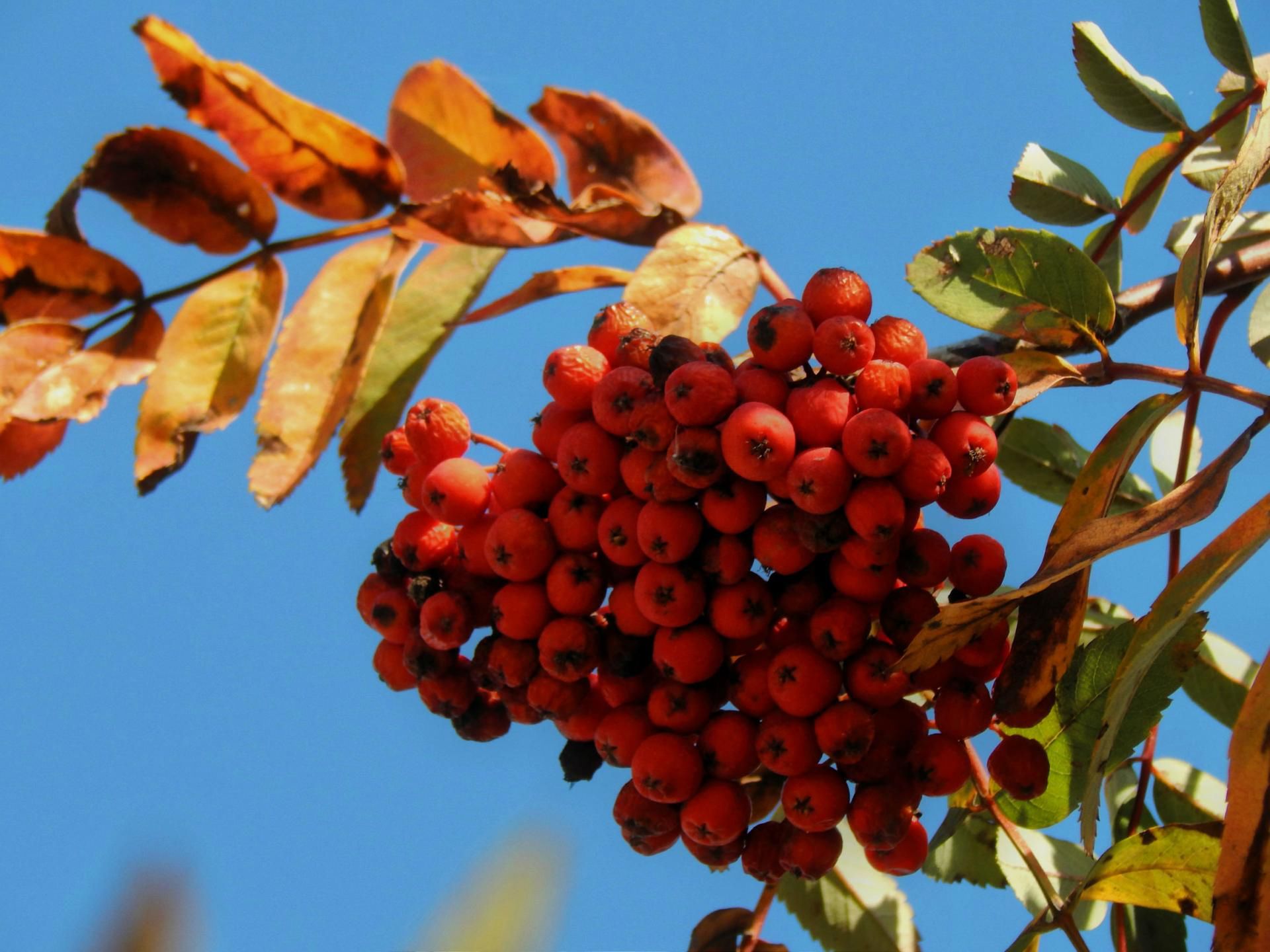 Owoce jarzębiny to źródło witamin