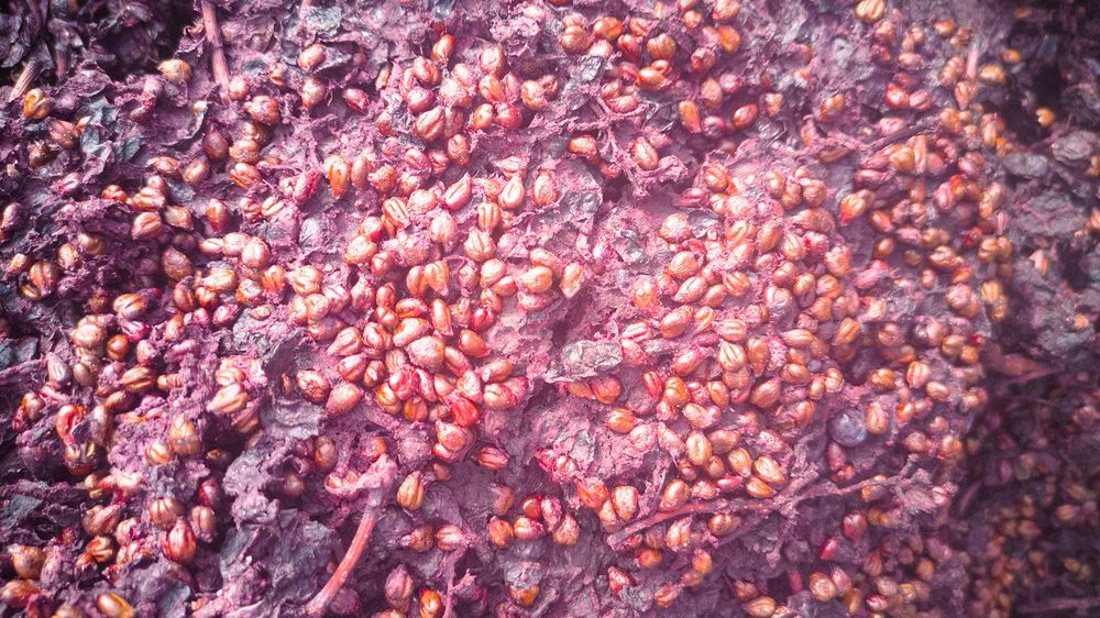 Nie wyrzucaj. W nich kryje się źródło zdrowia i wiecznej młodości