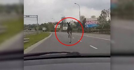 Z drogi, bo łoś biegnie! Zwierzę zaskoczyło kierowców na al. Tysiąclecia [WIDEO]