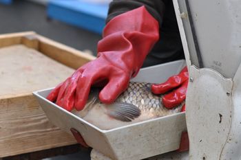 Ile za świątecznego karpia w tym roku? Niespodzianka na targowiskach