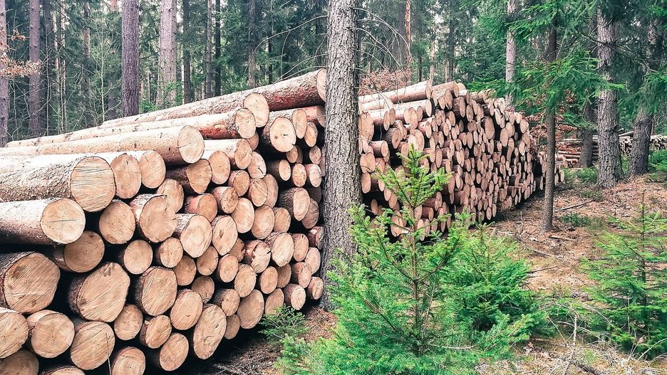 Wycinka lasu. Zdjęcie ilustracyjne