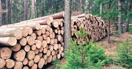 Wielka akcja ekologów. Trwa walka o Las Paprocki