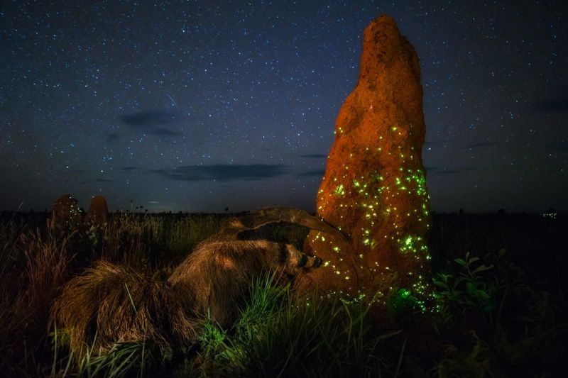 Łukasz Bożycki jedynym Polakiem nagrodzonym na prestiżowym konkursie fotografii przyrodniczej ASFERICO 2017 6
