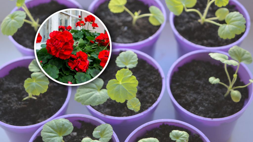 Kiedy pikować pelargonie?