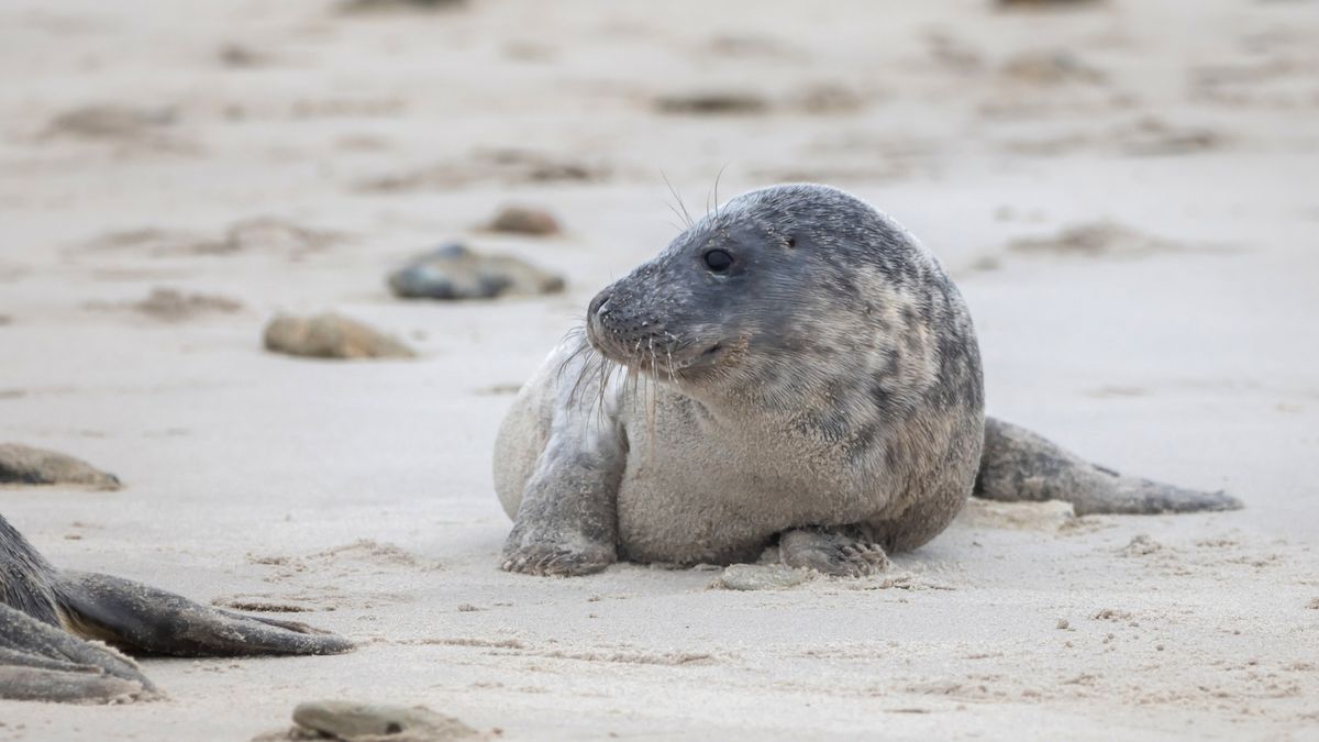 Foka na plaży. Zdjęcie ilustracyjne