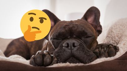Czy psy mają sny? Nie uwierzysz, co odkryli naukowcy