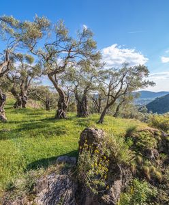 Gaje oliwne Czarnogóry. Miejsca pełne uroku i niepowtarzalnego klimatu