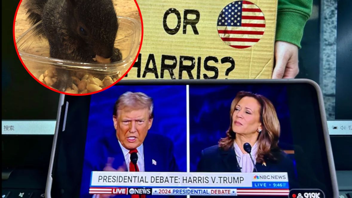 Czy śmierć wiewiórki wpłynie na wynik wyborów w USA?