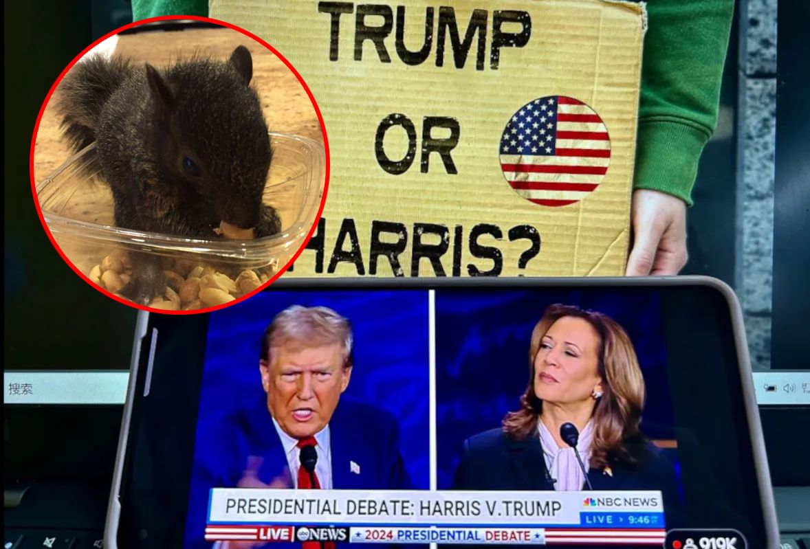 Squirrel scandal shakes New York, election impact looms
