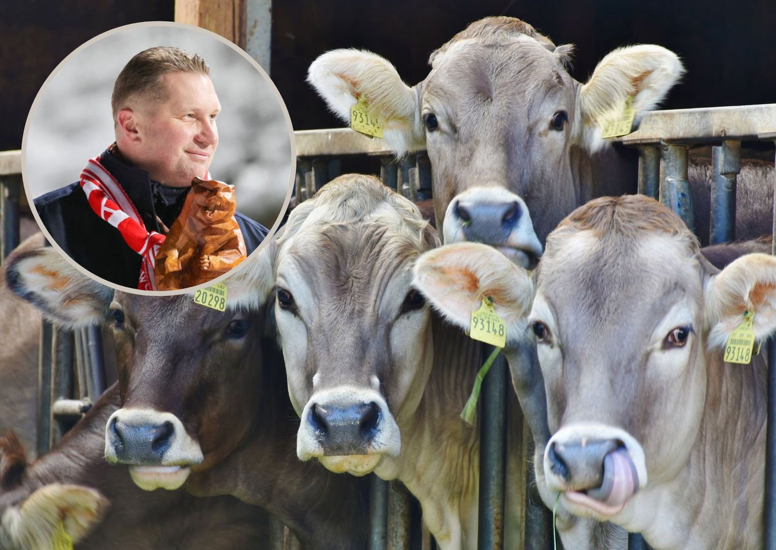 100 milionów na mleko od krów. To decyzja ministra Czarnka
