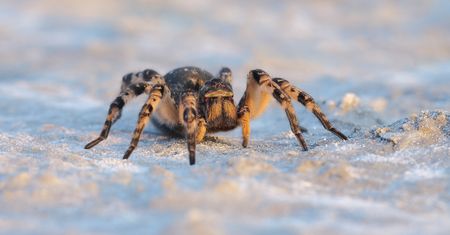 Tarantula ukraińska. Niebezpieczny pająk już w Polsce
