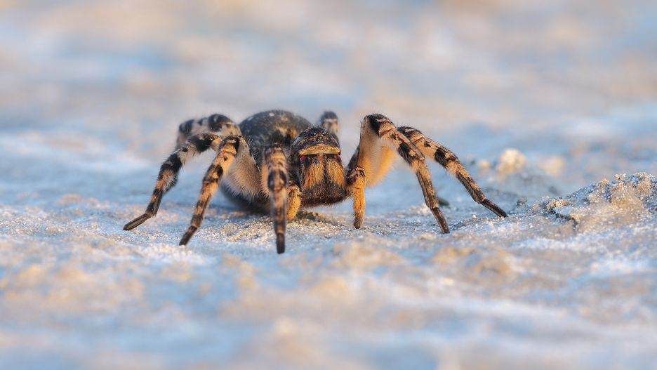 tarantula ukraińska