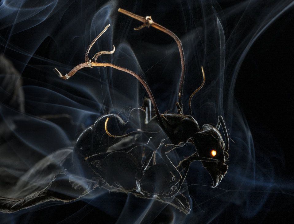 Pierwsze miejsce w kategorii - natura, historie (stories) w konkursie WPP 2015 otrzymało zdjęcie mrówki zarażonej zarodnikami grzyba. Gdy przenikną one do mózgu zmuszają gospodarza do opuszczenia swojego siedliska i udania się na najbliższe drzewo, gdzie mrówka umiera, a grzyb rozsadza ją wypuszczając deszcz zarodników, aby rozpocząć proces na nowo.