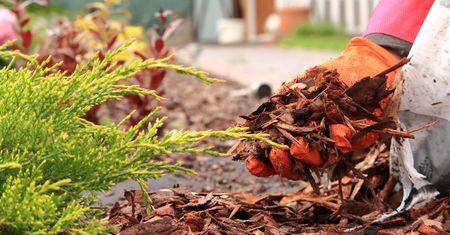 Rozsyp na ziemi w majówkę. Tak robi Popielarska