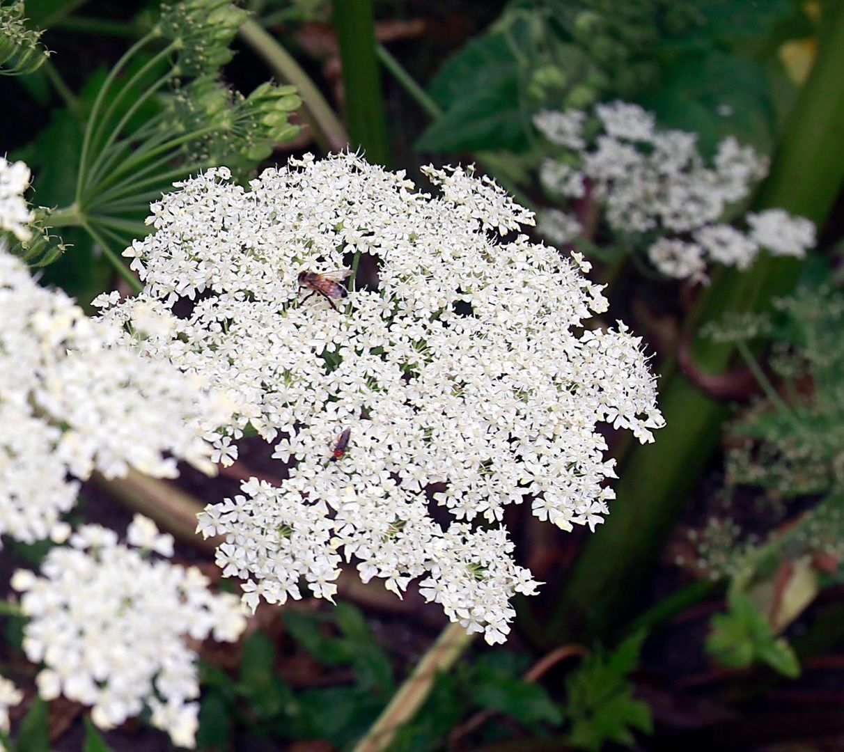 Barszcz Sosnowskiego w łódzkim ogrodzie botanicznym