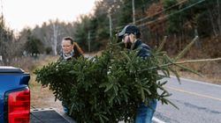 Trzymał tu choinki. "Kupujący przynosili je do domów, a wraz z nimi pluskwy"