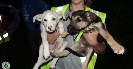 Sytuacja w Radysach się komplikuje. Horror zwierząt ze schroniska trwa