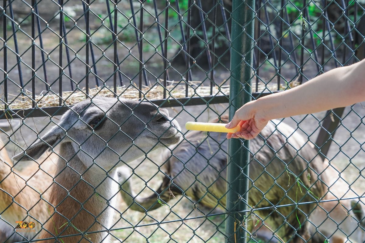 Dokarmianie zwierząt w ogrodach zoologicznych (zdjęcie ilustracyjne)
