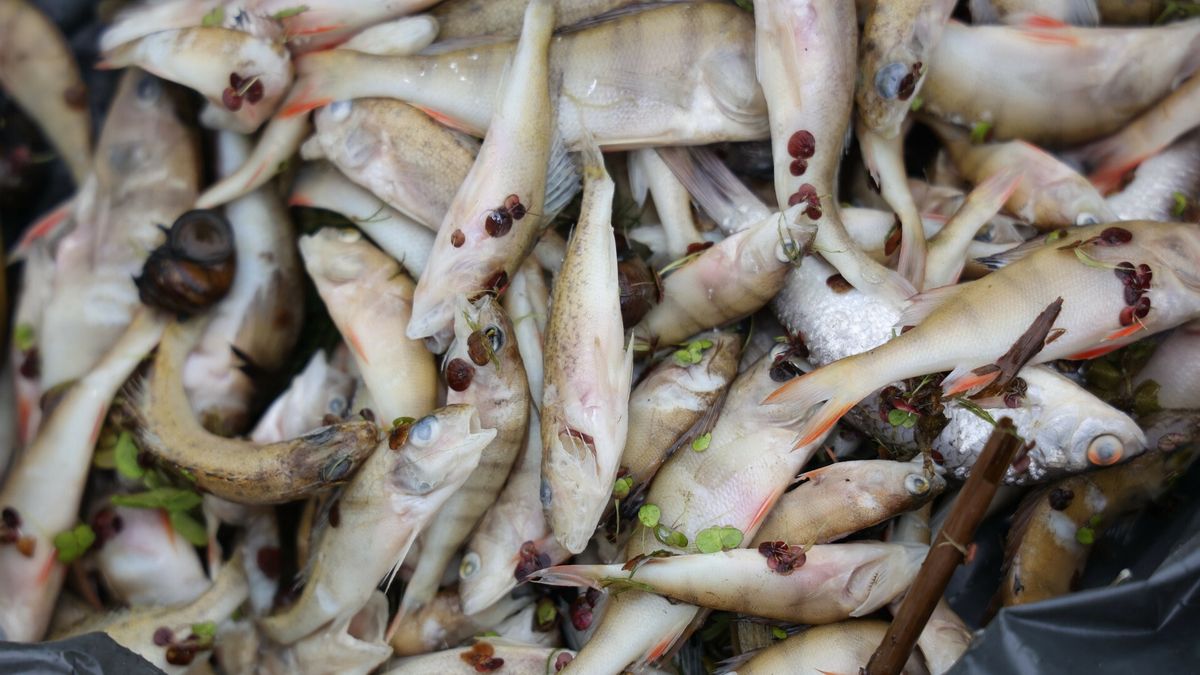 Skażenie Odry. Firma Jack-Pol wydała oświadczenie