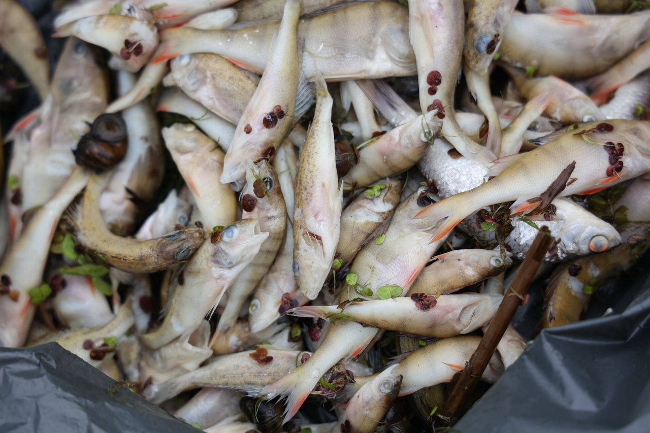 Firma Jack-Pol wydała oświadczenie ws. skażenia Odry. "Apelujemy o wstrzymanie się z osądami"