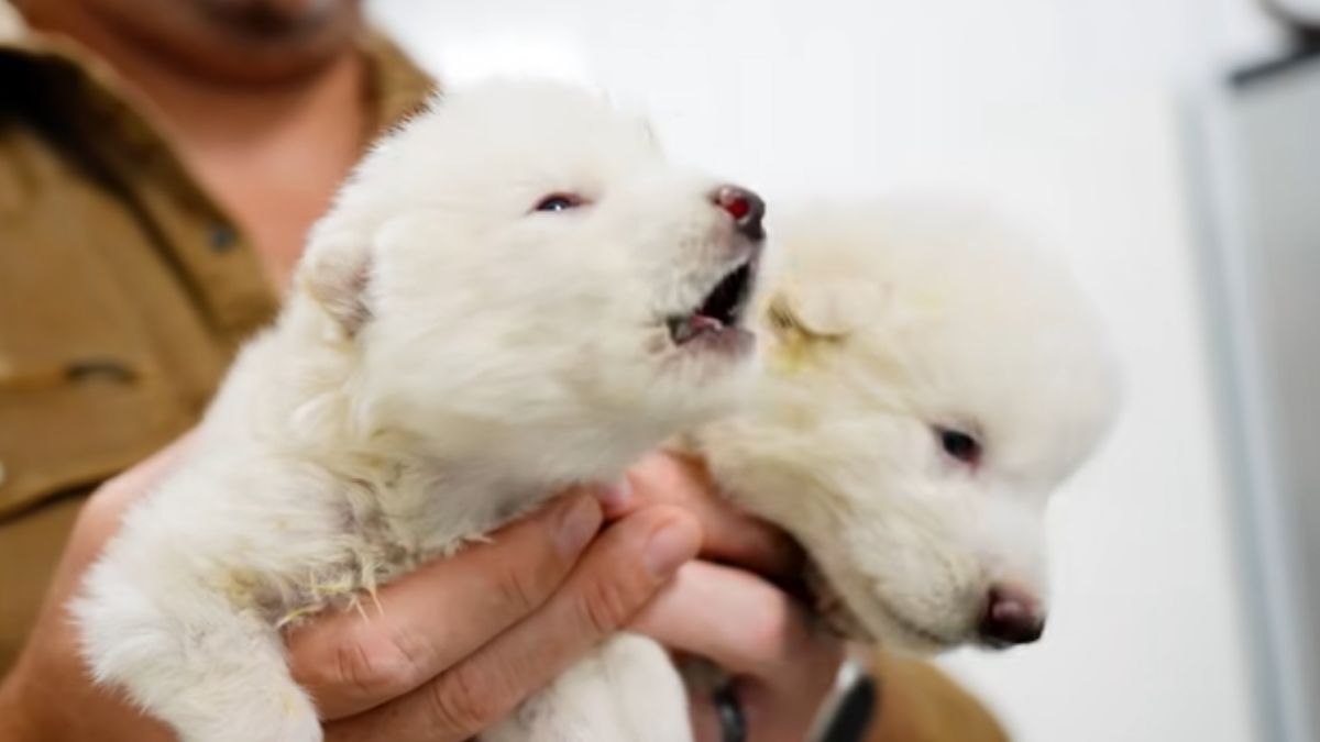 Naukowcy stworzyli wilka, który wymarł 10 tys. lat temu