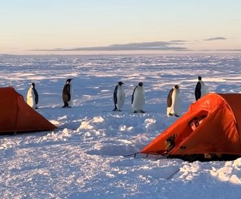 Pingwiny odwiedziły szkolących się pilotów. To była głośna pobudka