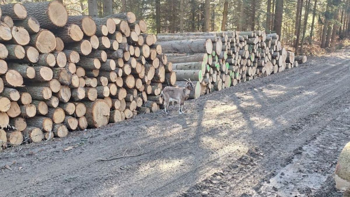 Niecodzienny gość na leśnej drodze