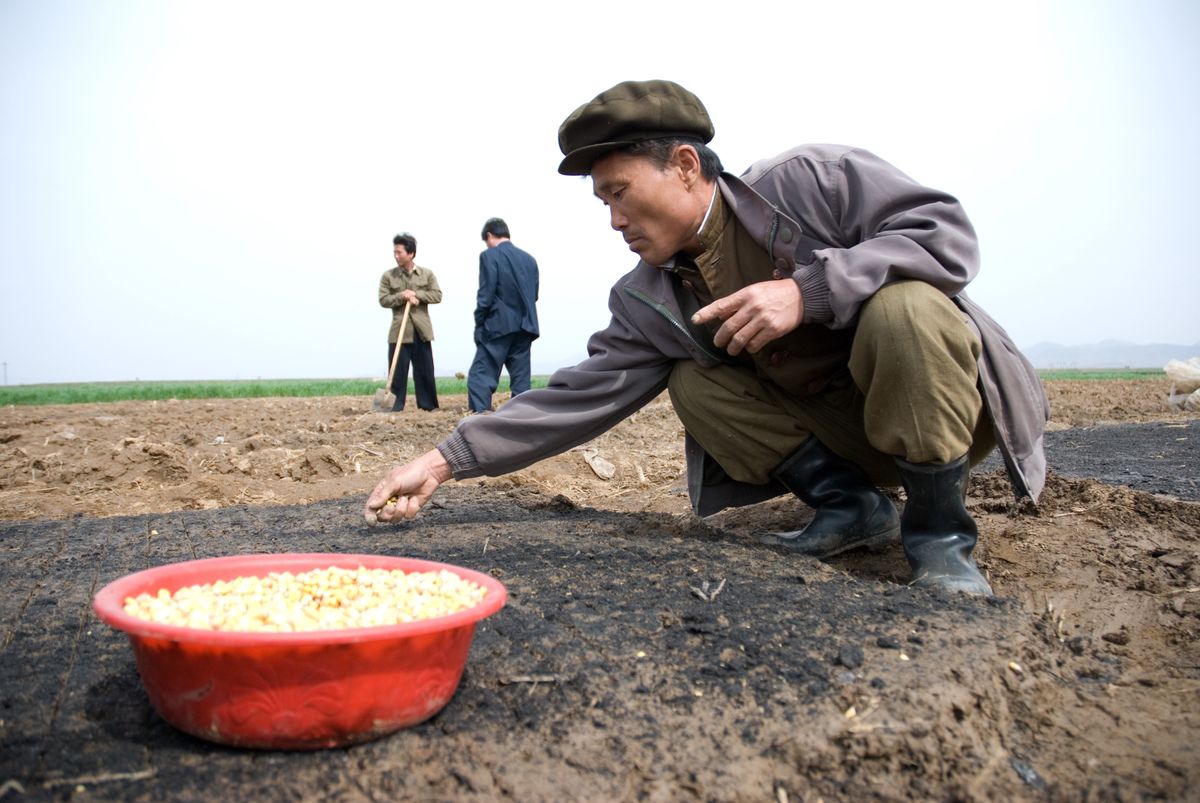 Ogół społeczeństwa Korei Północnej płaci za zboże około 100 razy więcej niż urzędnicy, którzy otrzymują żywność po cenach ustalonych przez państwo