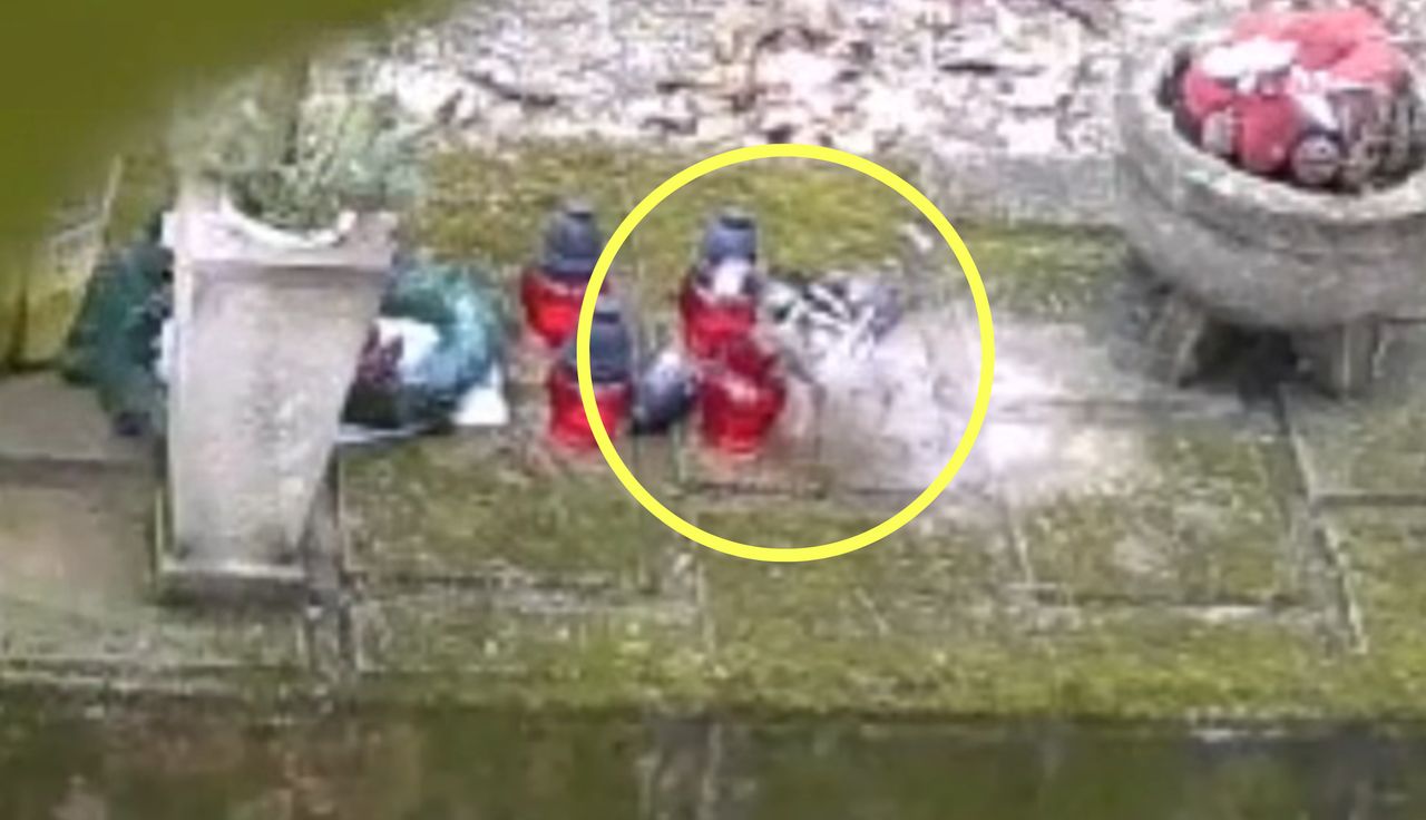 Znikały z grobu. Ustawił kamerę. Ludzie pękają ze śmiechu