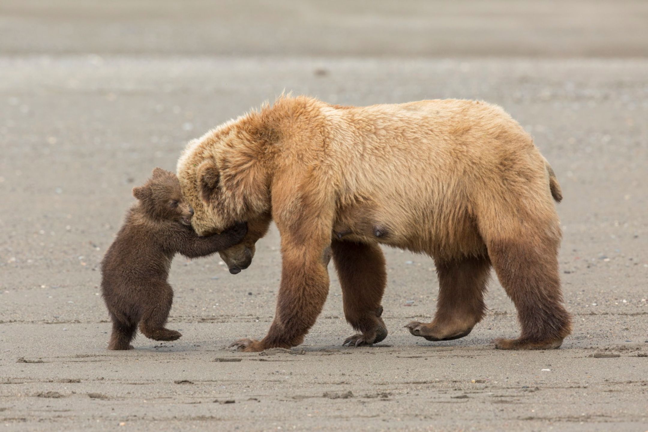 Zdjęcia finalistów Wildlife Photographer of the Year 2017 to mistrzostwo fotografii przyrody 12