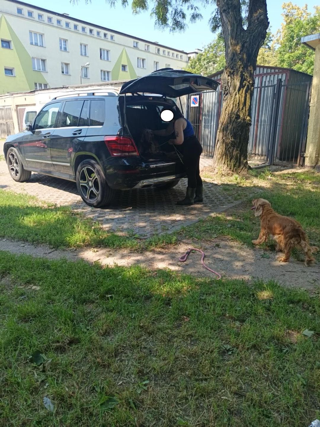 Psy zamknięte w pojeździe 