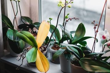 Dlaczego storczyk żółknie? Tak rozpoznasz problem i uratujesz orchideę