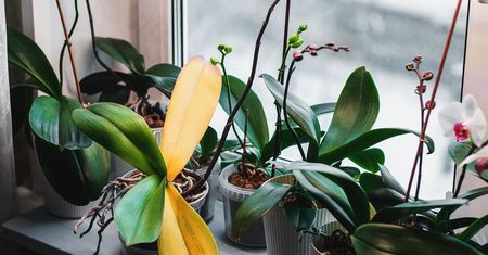 Dlaczego storczyk żółknie? Tak rozpoznasz problem i uratujesz orchideę