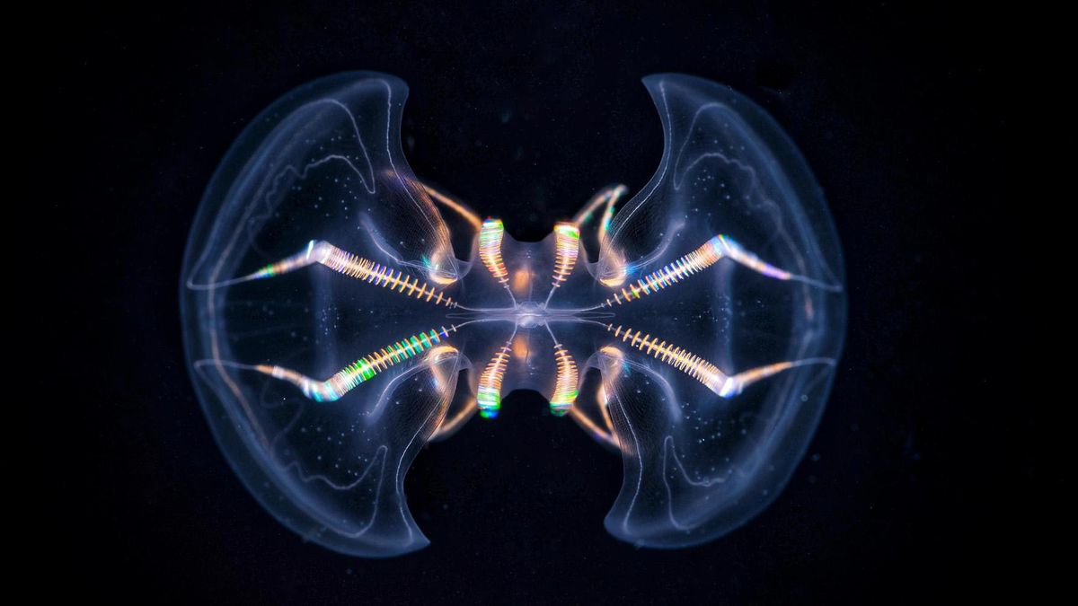 Mają zalążki mózgu.