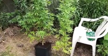 Jaworze. 38-latek prowadził w domu plantację konopi indyjskich